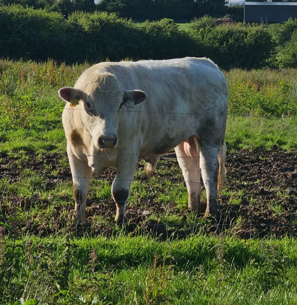 Pedigree Registered Beef Shorthorn Bulls - Image 1
