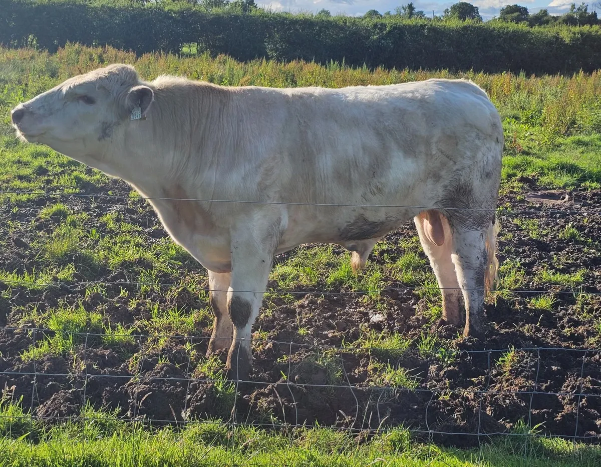 Pedigree Registered Beef Shorthorn Bulls - Image 3