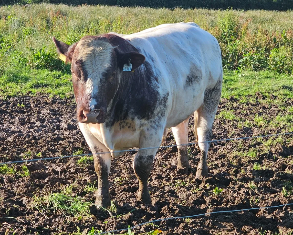 Pedigree Registered Beef Shorthorn Bulls - Image 4