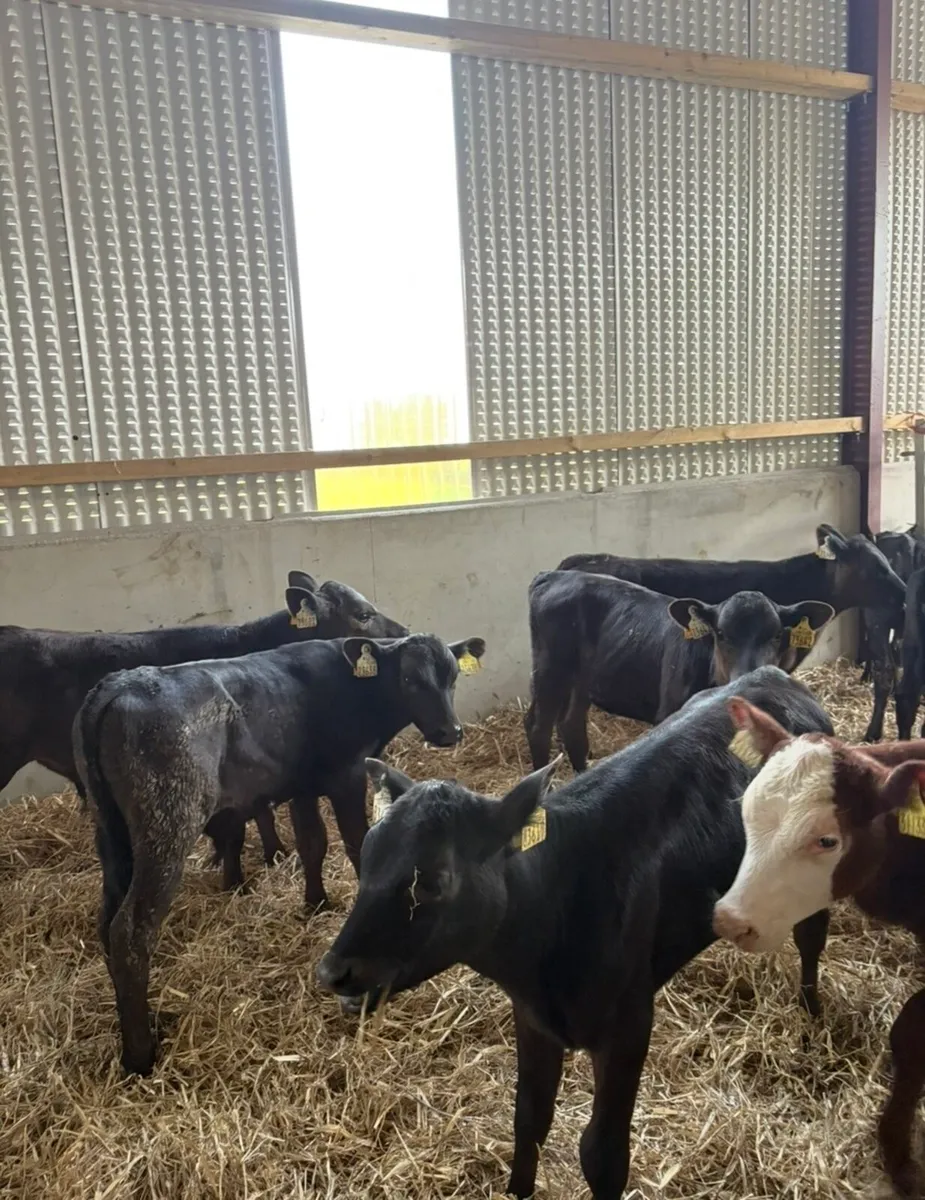 12 super 3 month old Angus runners for sale - Image 1