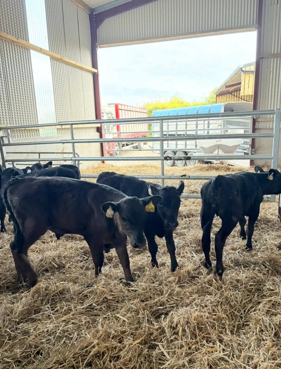12 super 3 month old Angus runners for sale - Image 2