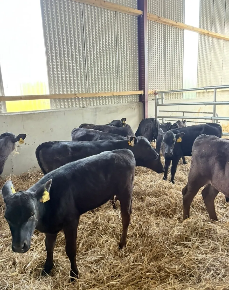 12 super 3 month old Angus runners for sale - Image 3