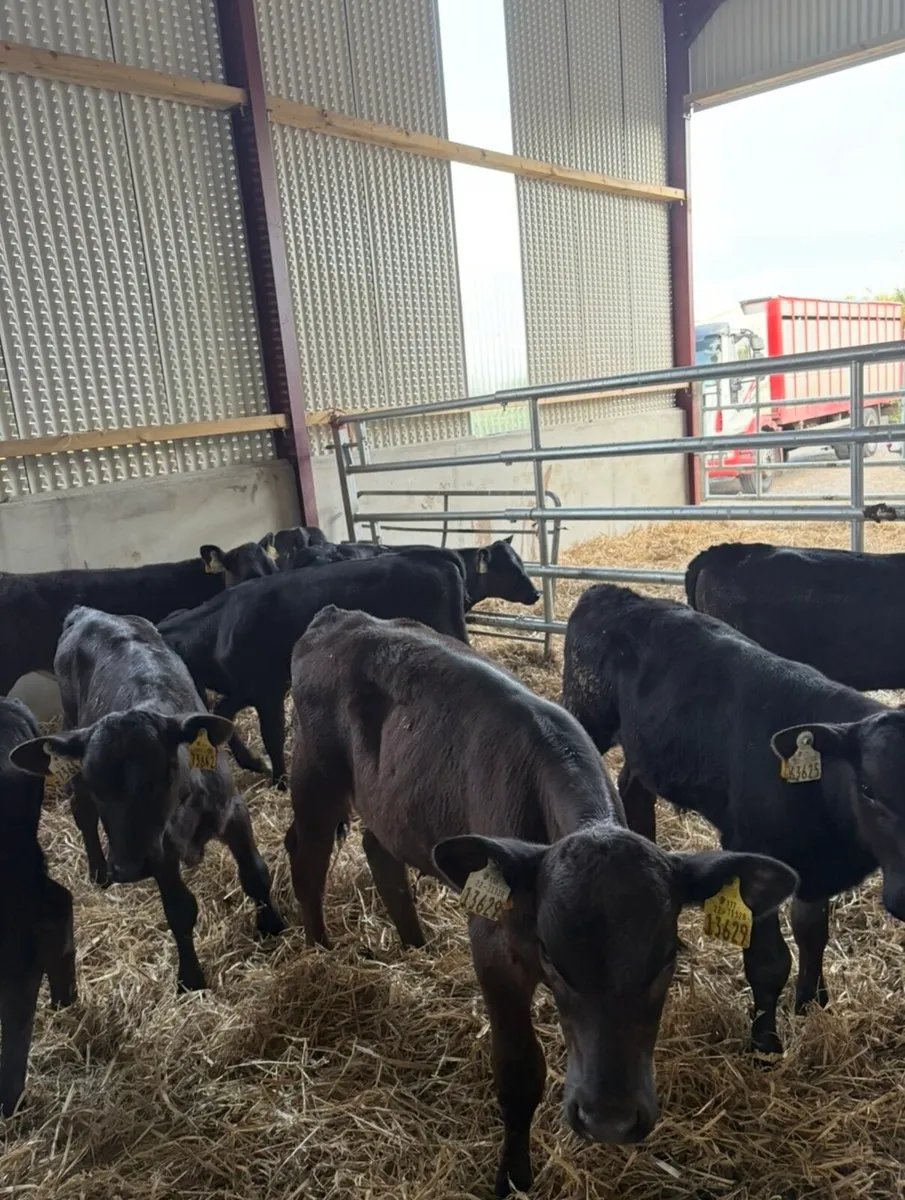 12 super 3 month old Angus runners for sale - Image 4