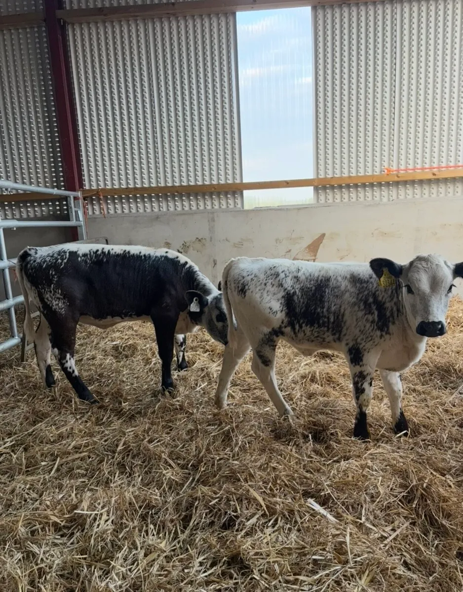 3 super speckle park heifer suitable for breeding - Image 1