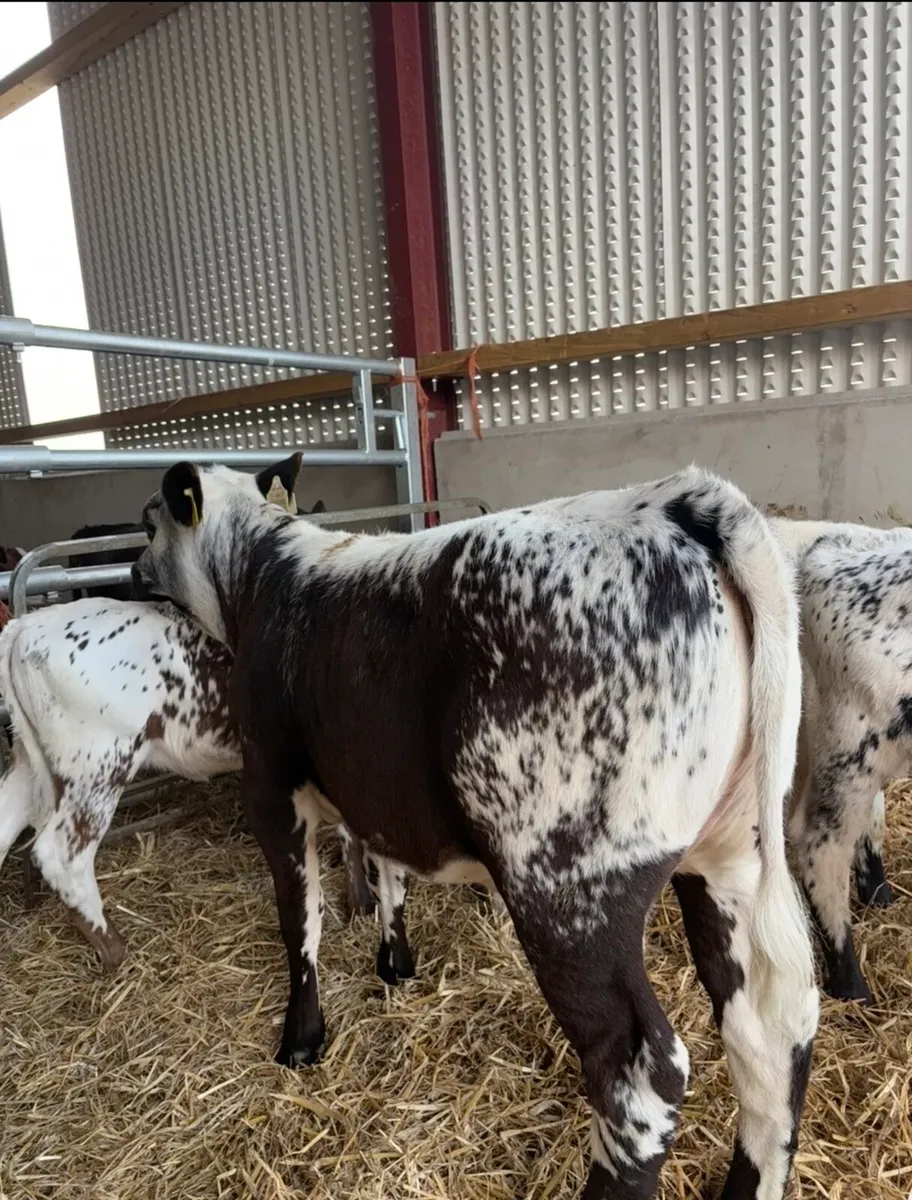 3 super speckle park heifer suitable for breeding - Image 2