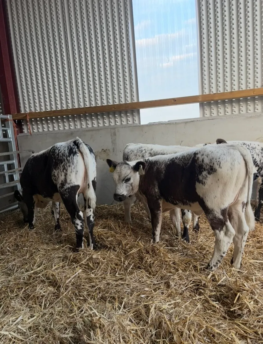 3 super speckle park heifer suitable for breeding - Image 3