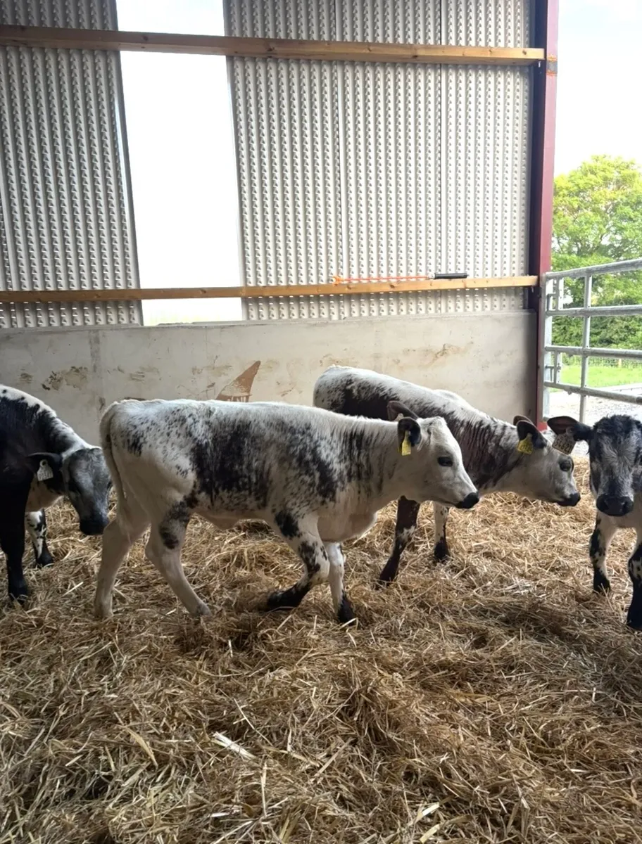 3 super speckle park heifer suitable for breeding - Image 4