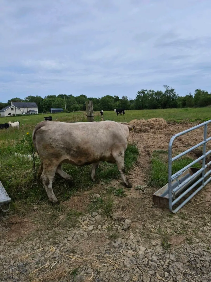 Incalf heifers - Image 2