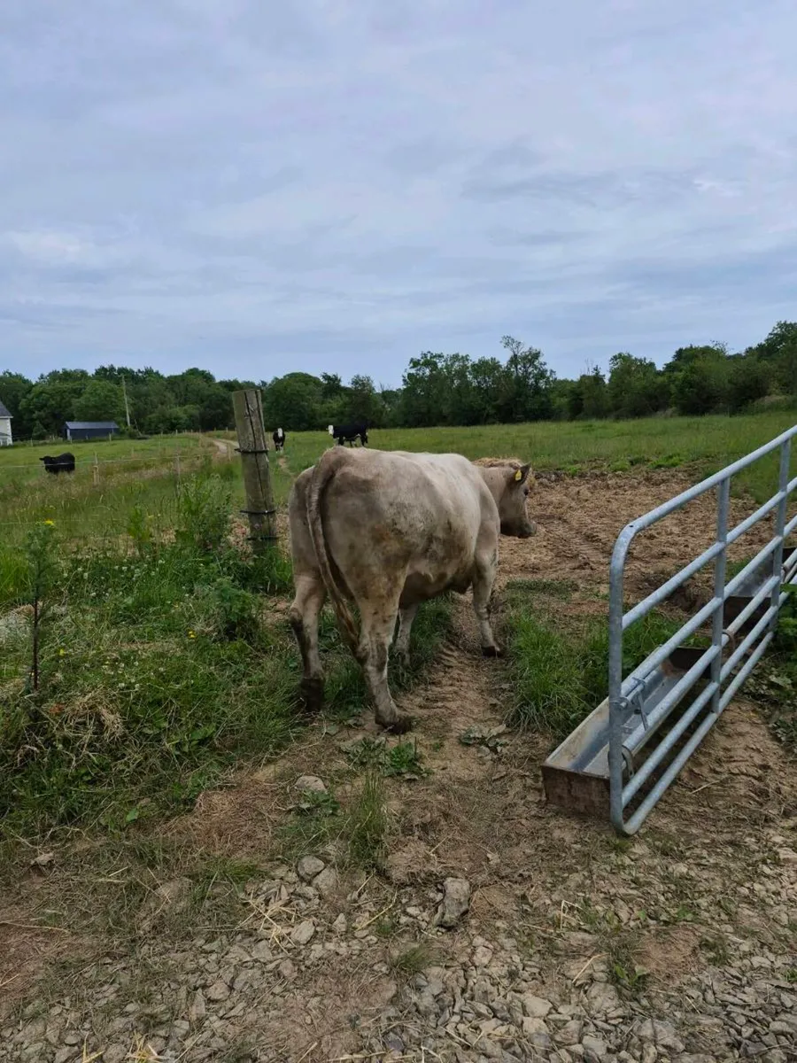 Incalf heifers - Image 3