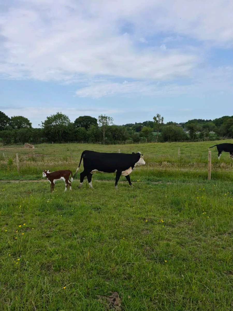 Incalf heifers - Image 4