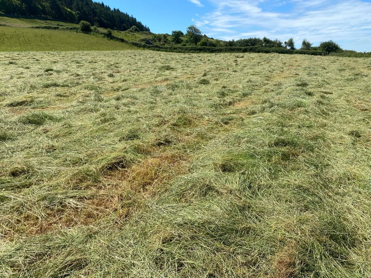 Square Bales of hay - Image 3
