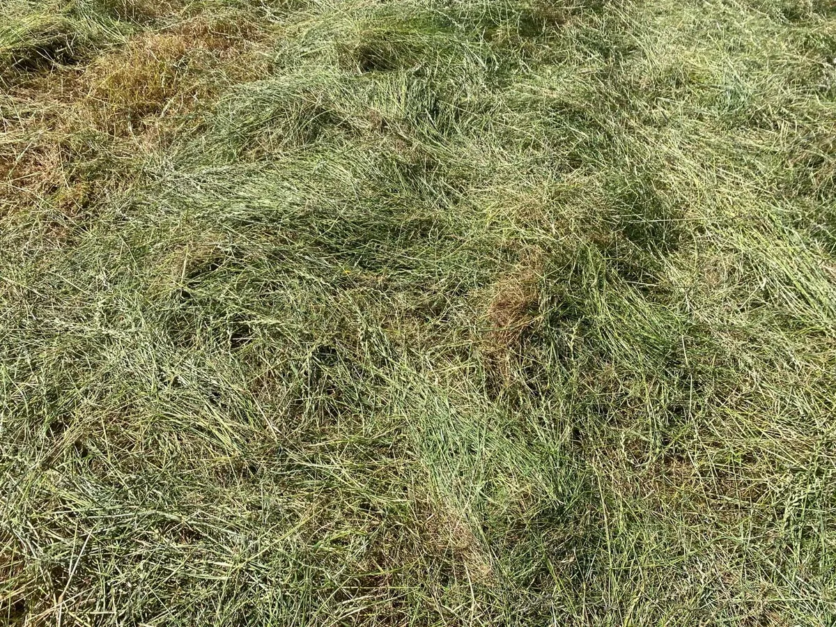 Square Bales of hay - Image 2