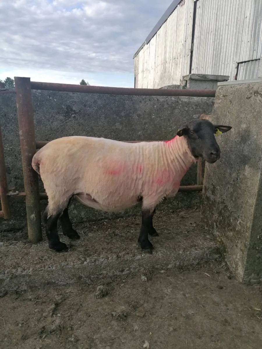 New Zealand Suffolk Ram For Sale - Image 1