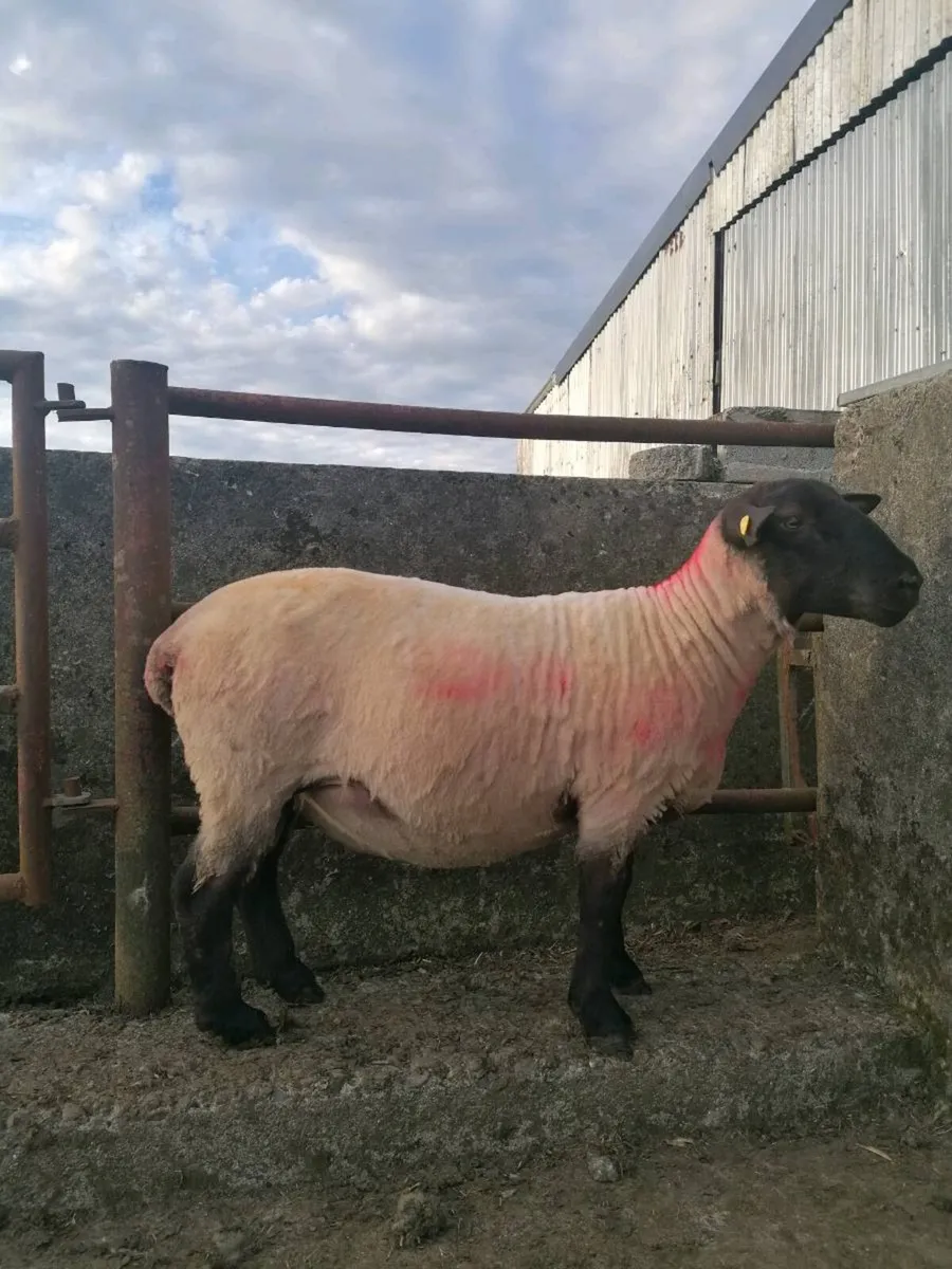 New Zealand Suffolk Ram For Sale - Image 2