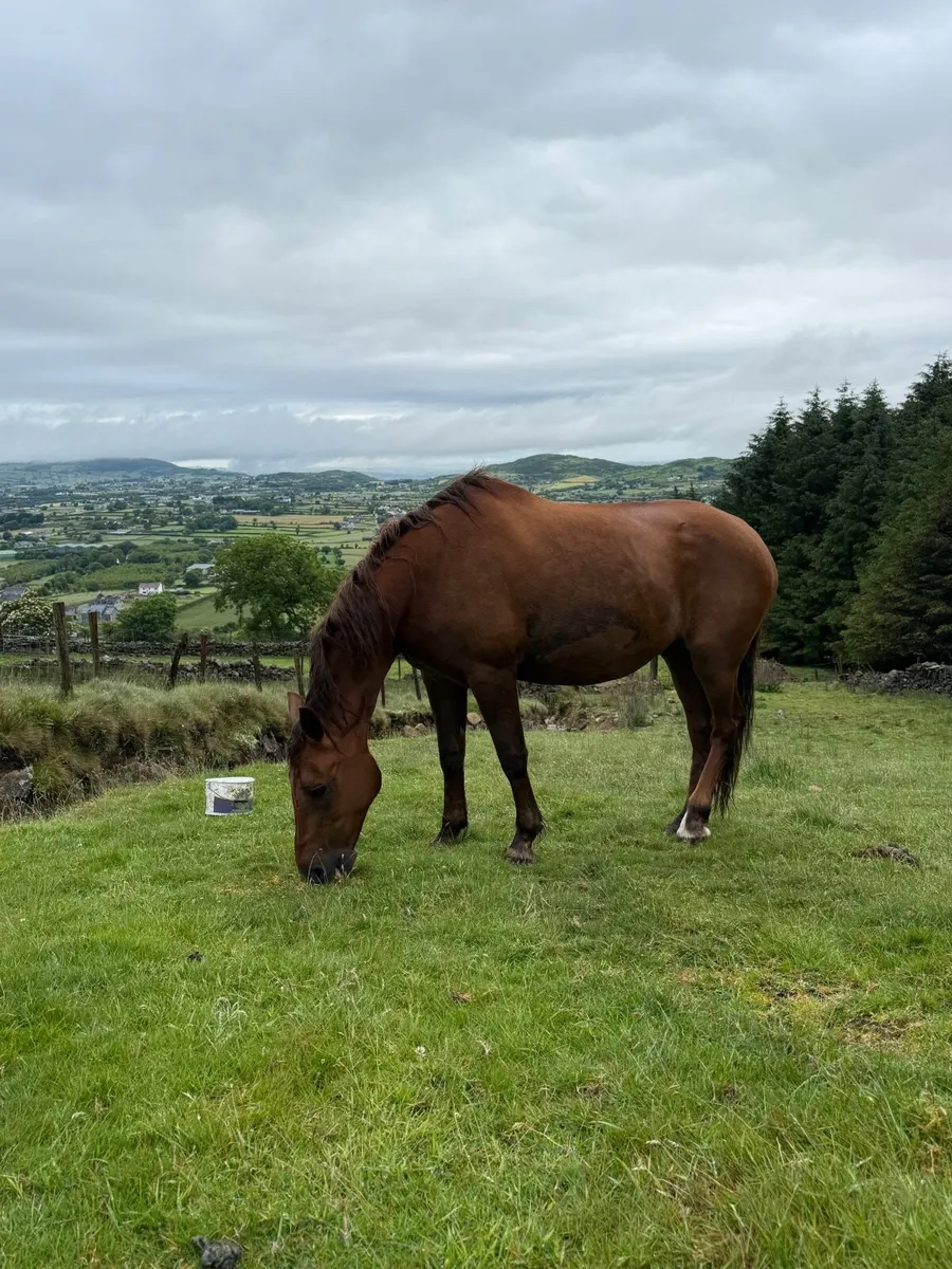 Brood Mare Full Green Book - Image 2