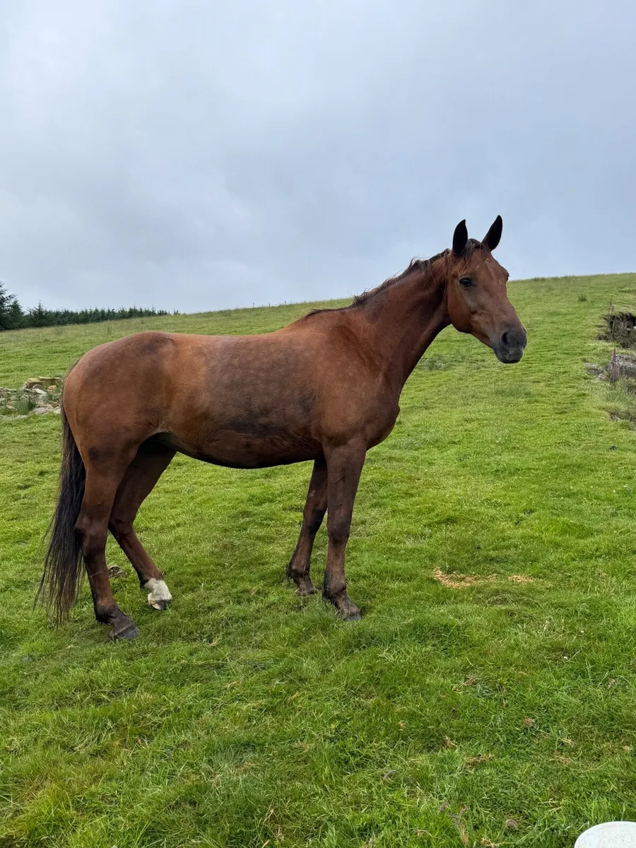 Brood Mare Full Green Book - Image 1