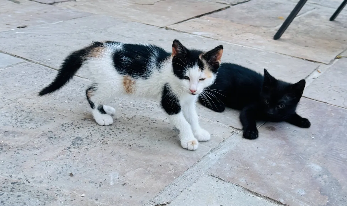 Kittens - Image 2