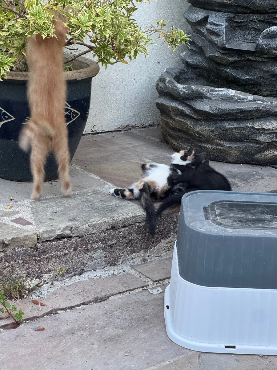 Kittens - Image 3