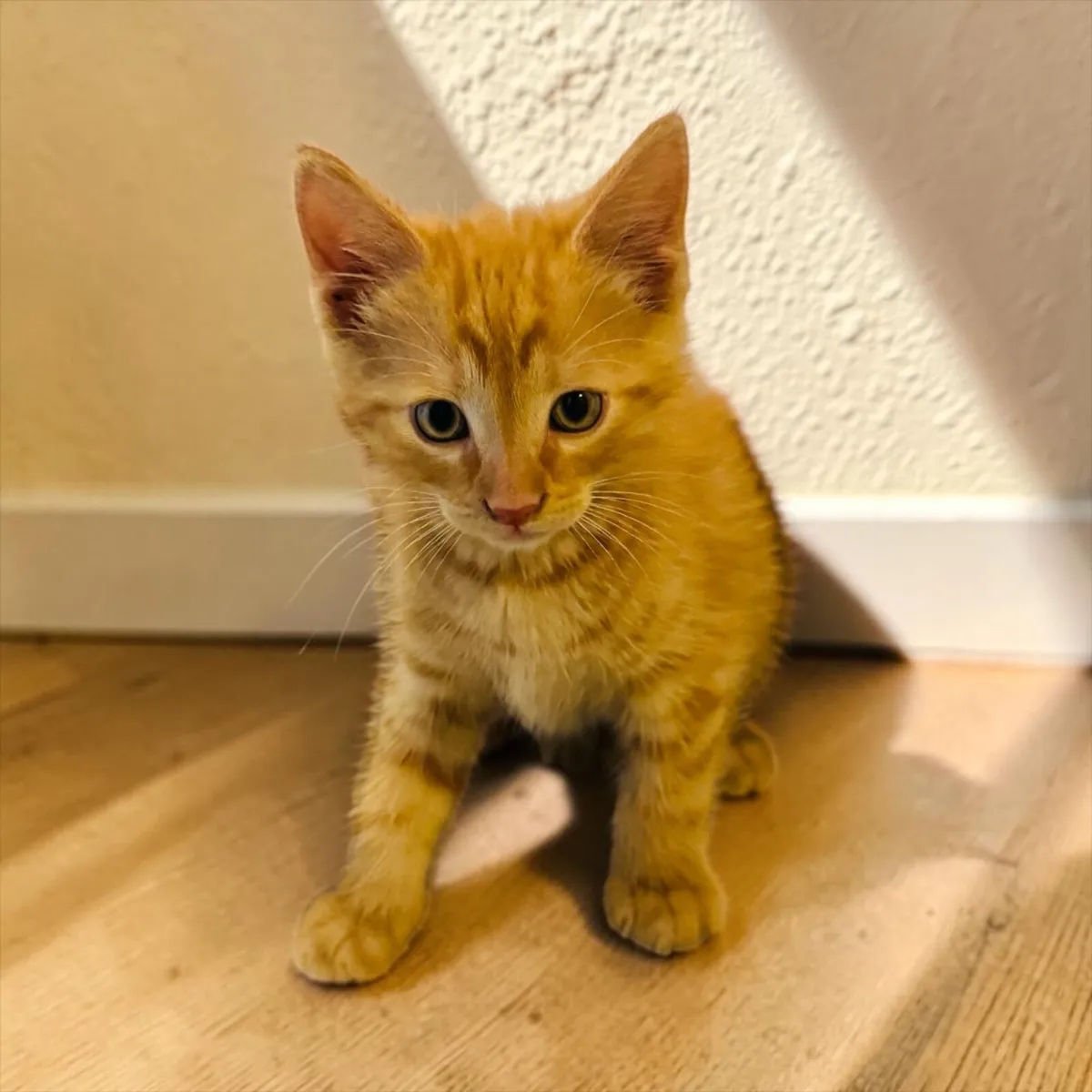 Kittens - Image 1