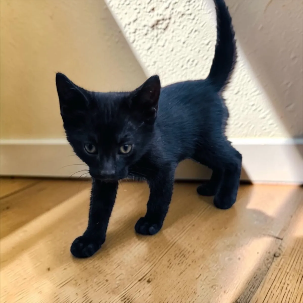 Kittens - Image 4