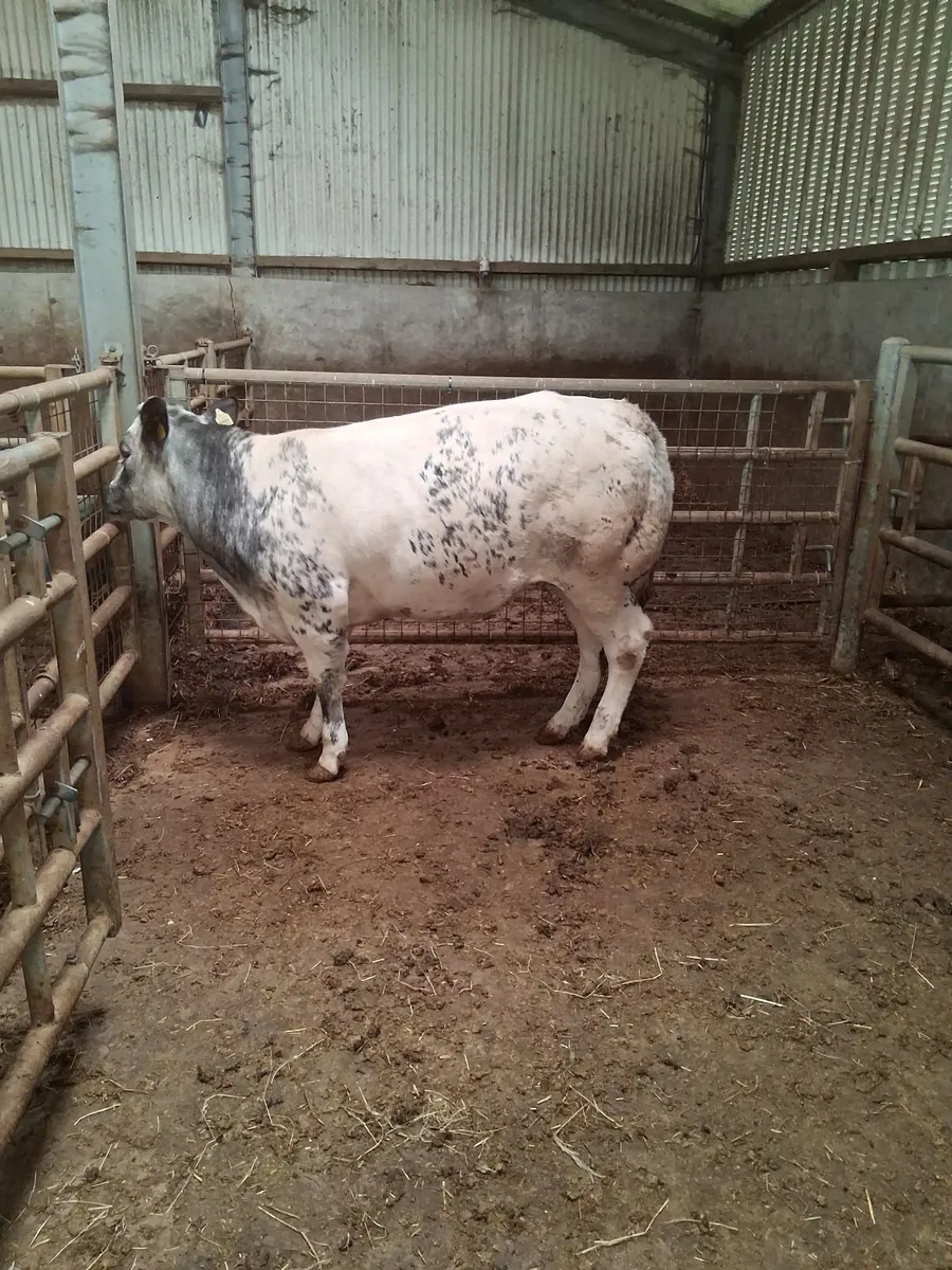 Superb breeding begian blue heifer⁰ - Image 1
