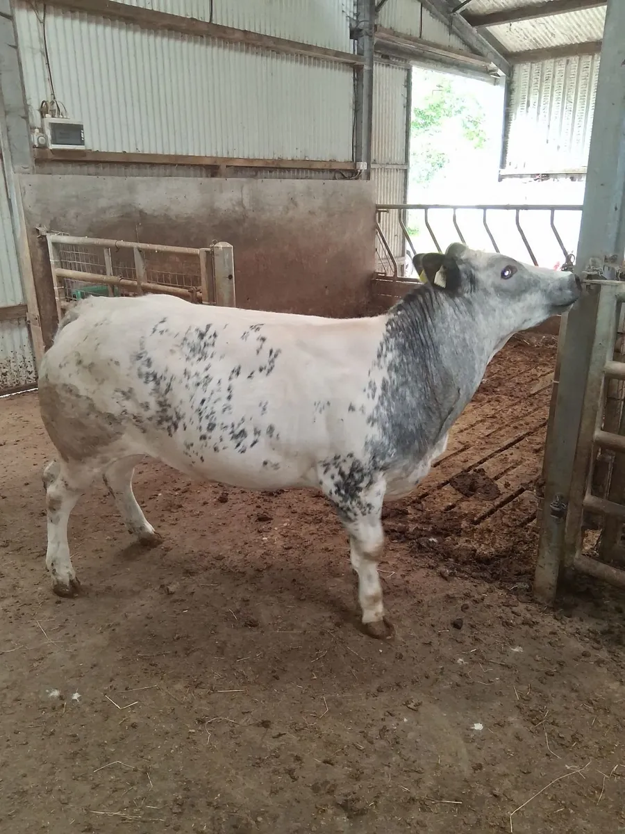 Superb breeding begian blue heifer⁰ - Image 2