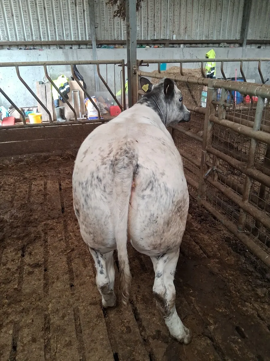 Superb breeding begian blue heifer⁰ - Image 4