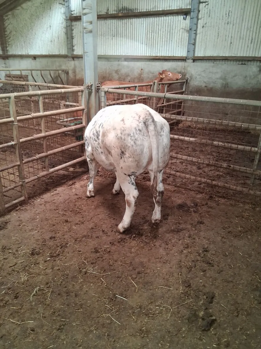 Superb breeding begian blue heifer⁰ - Image 3