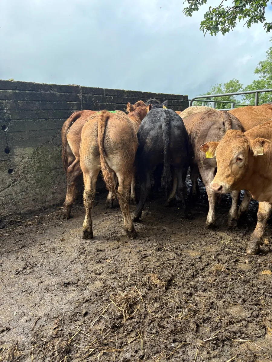 Cattle - Image 1