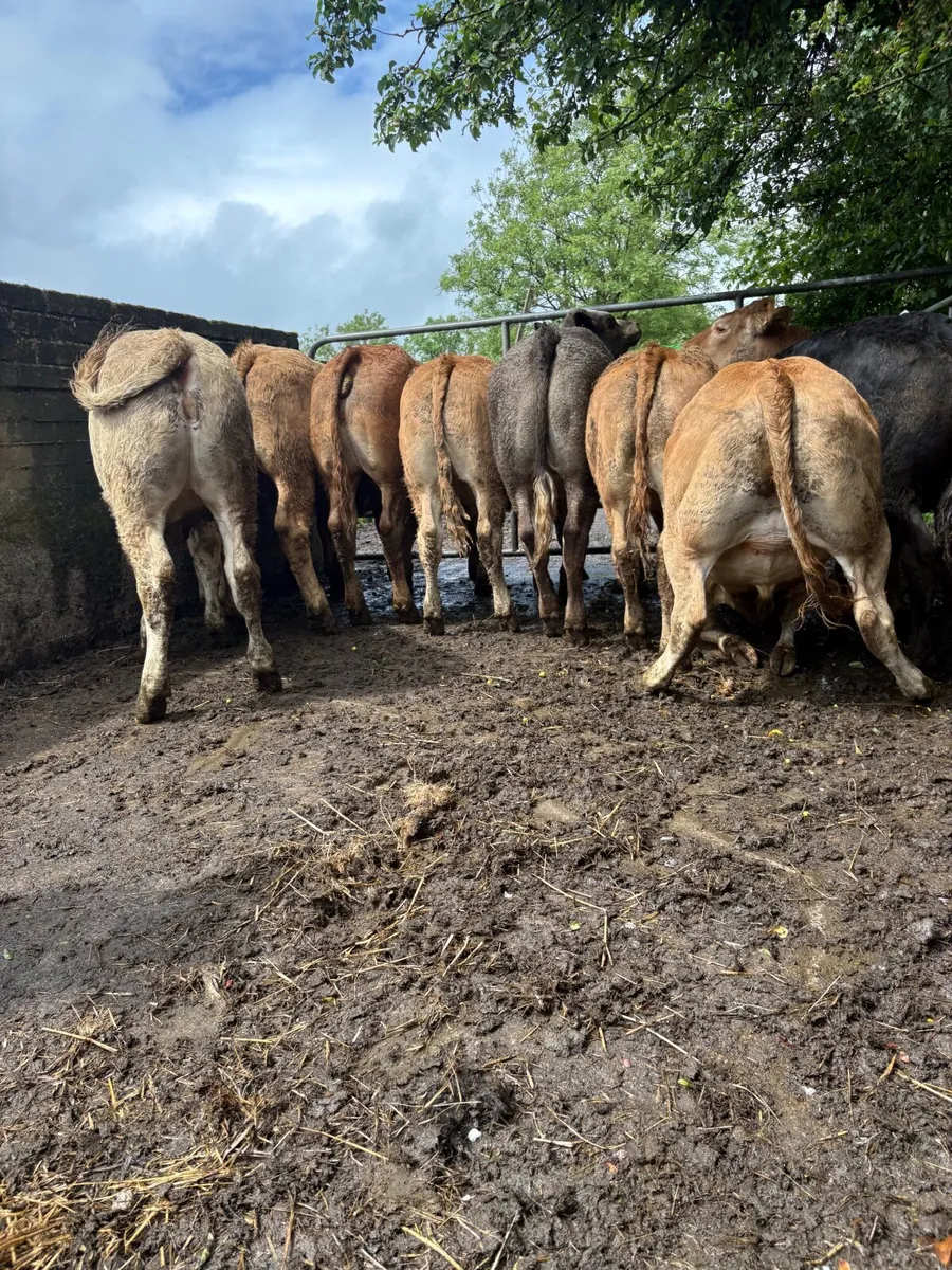 Cattle - Image 2