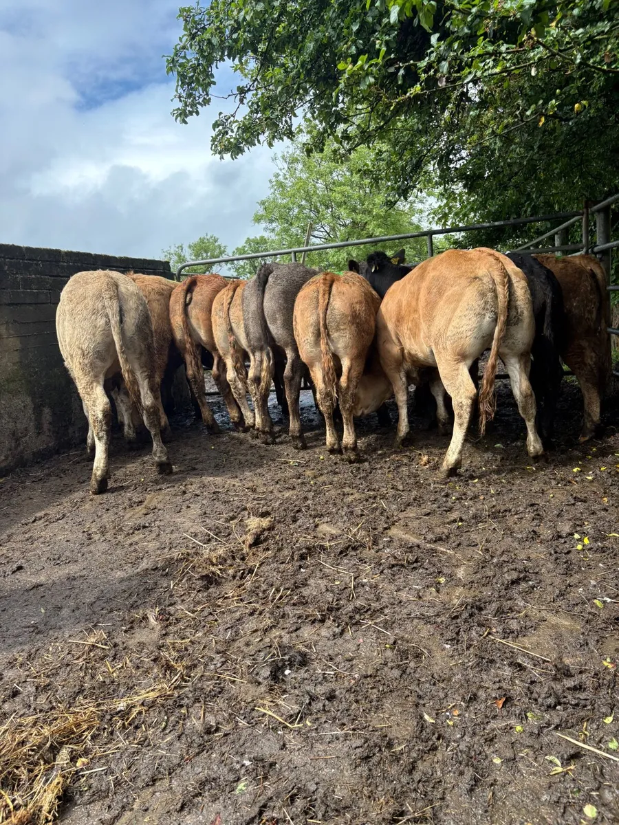 Cattle - Image 3