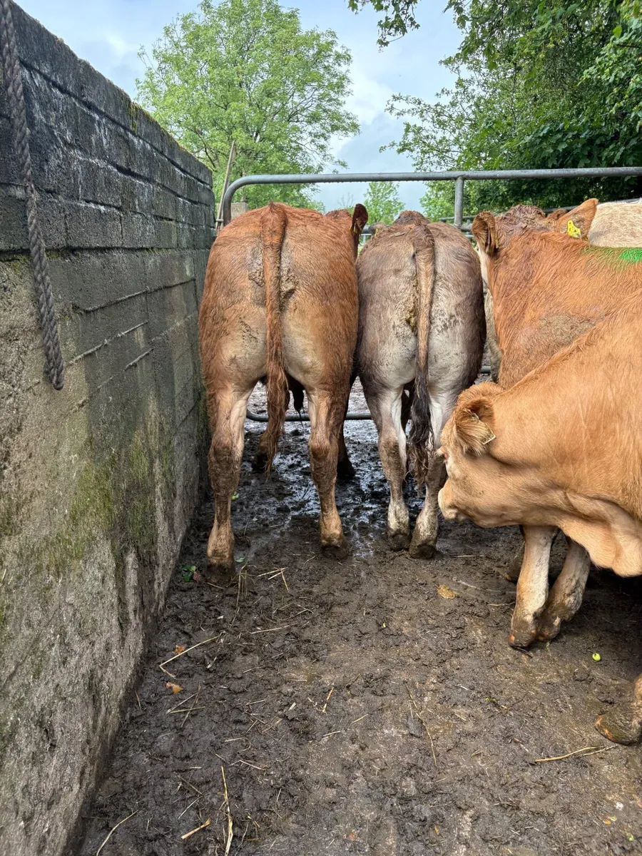 Cattle - Image 4