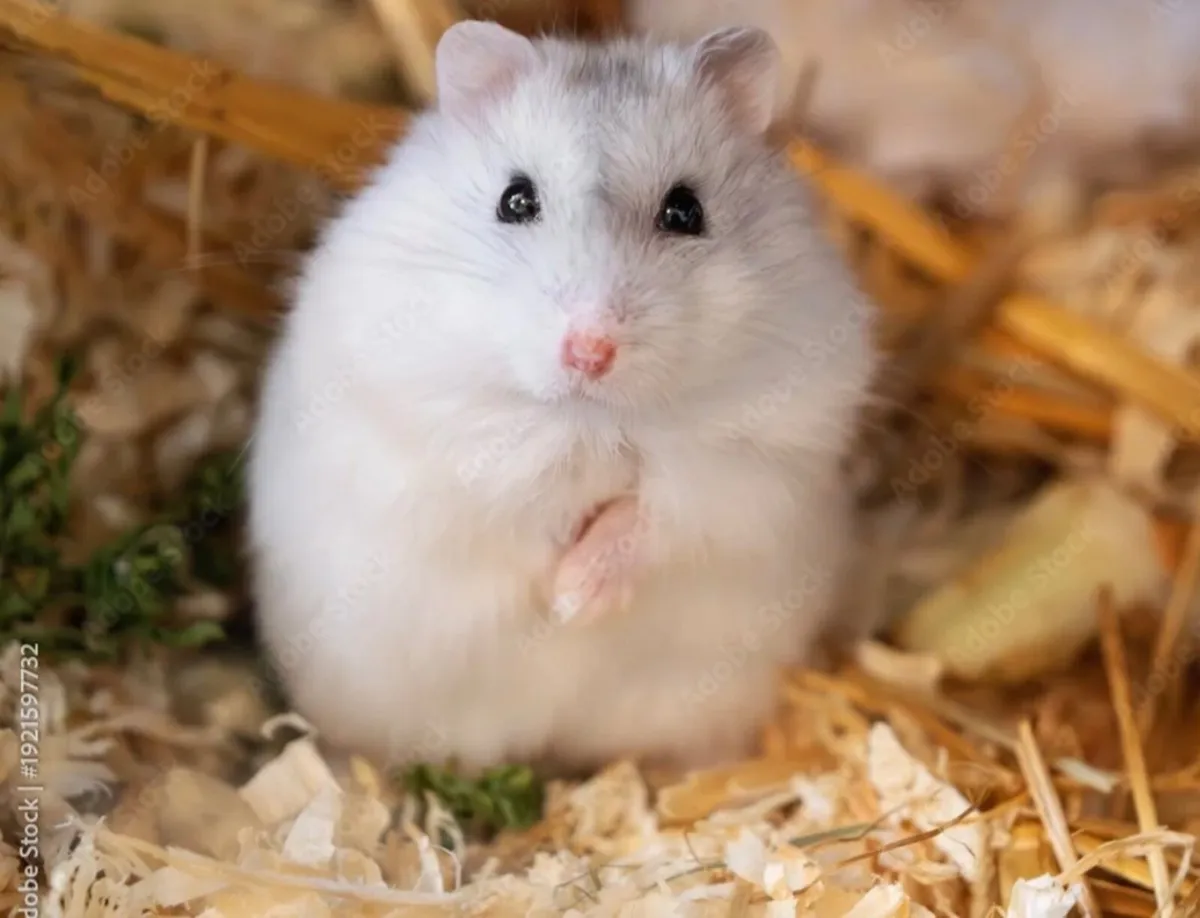 Dwarf hamster requires rehoming