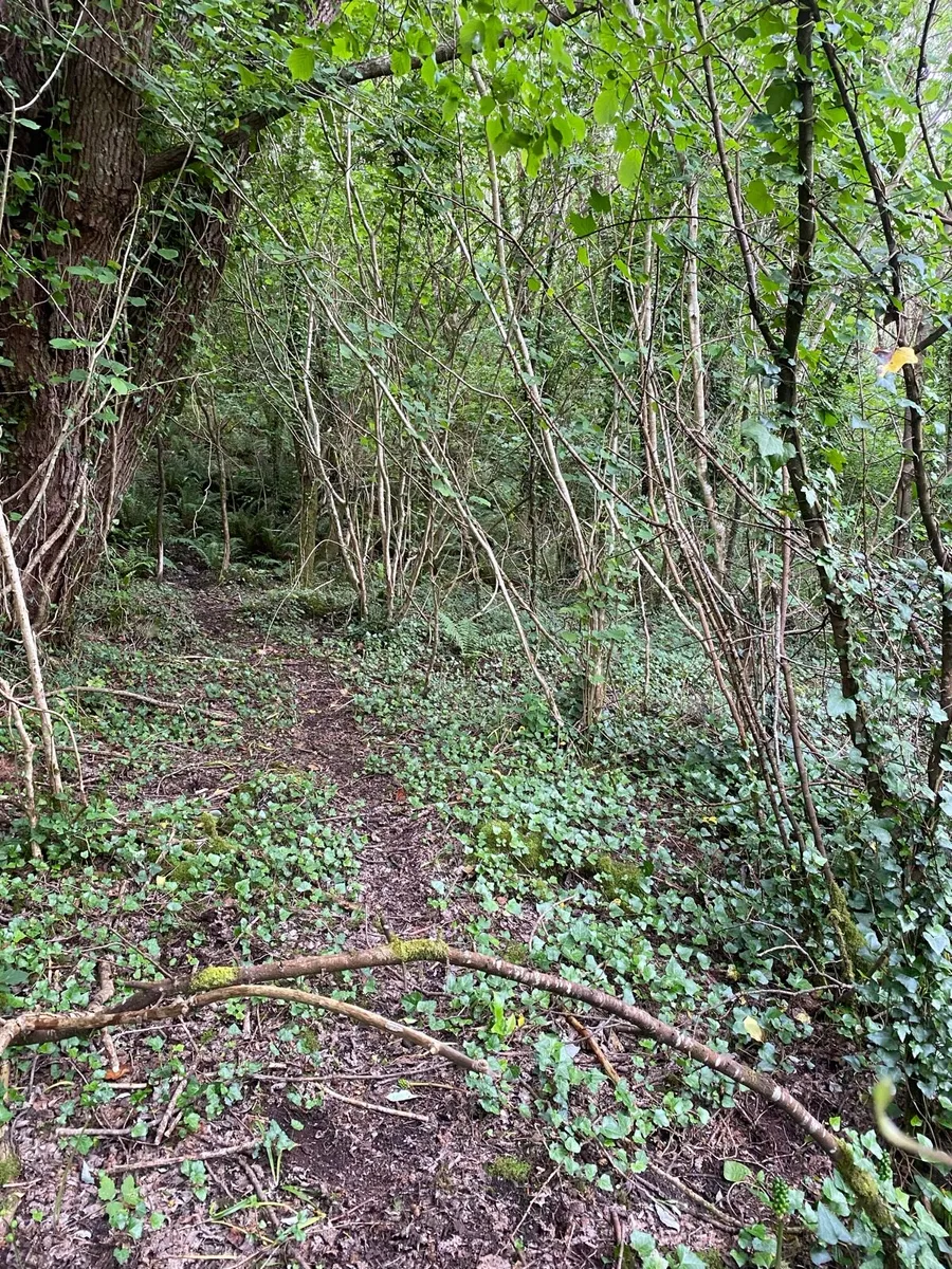 Wooded area 1.8 acres 130 metres road frontage. - Image 4