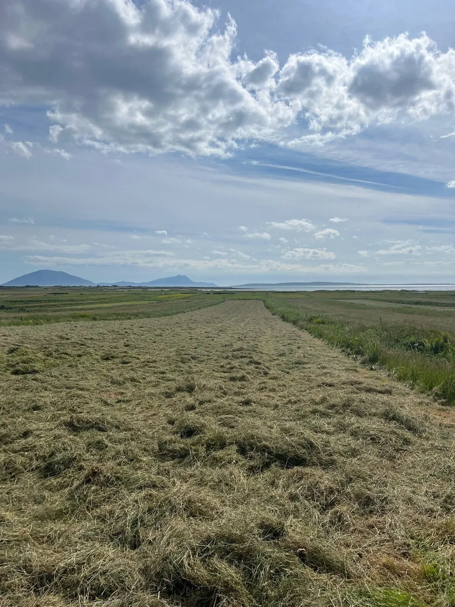Square hay bales - Image 2