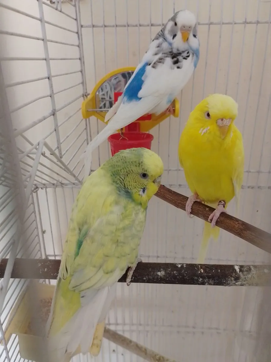 Budgies and cage - Image 3