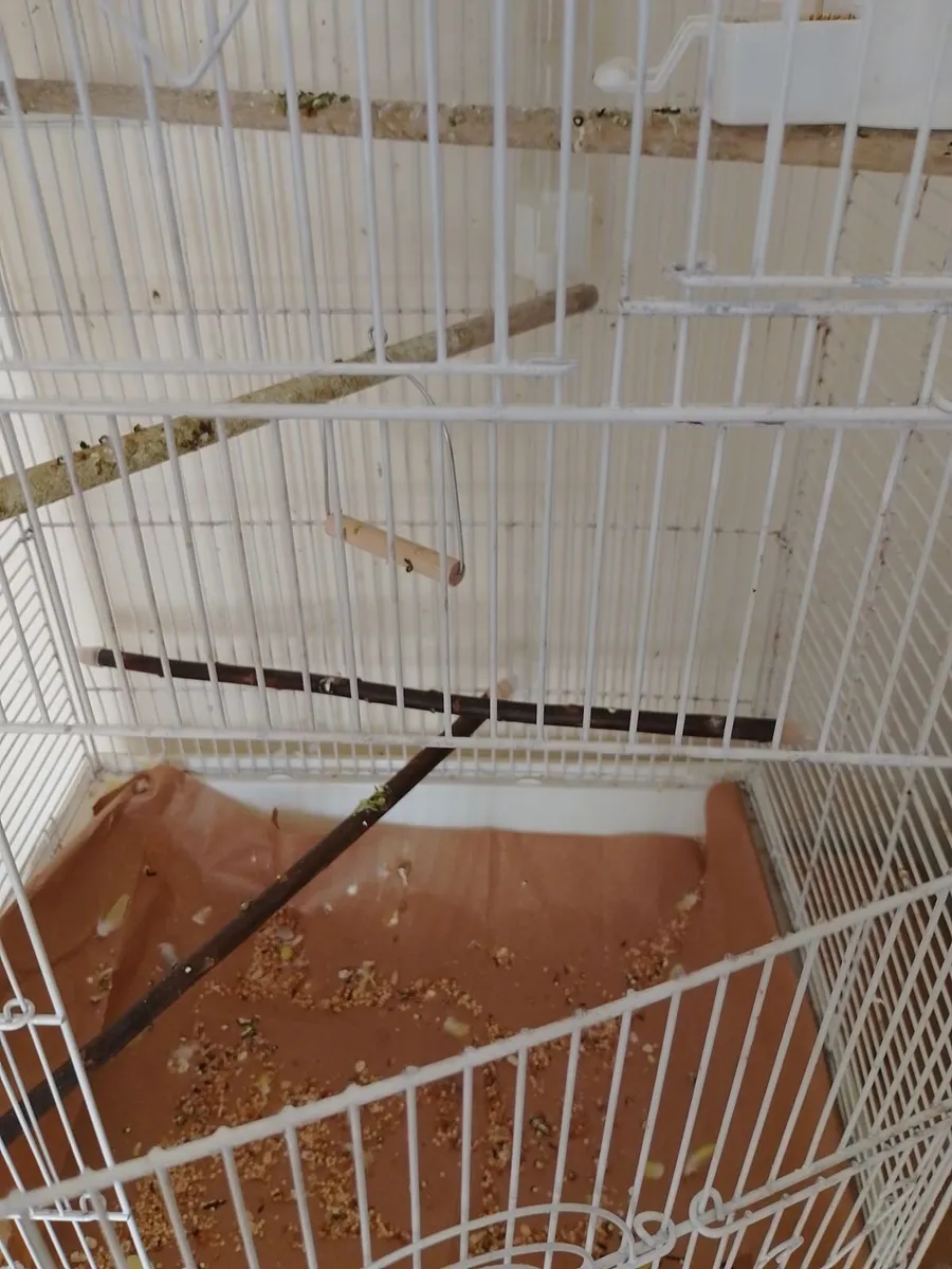 Budgies and cage - Image 2