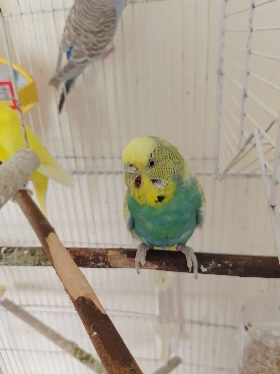 Budgies and cage - Image 4