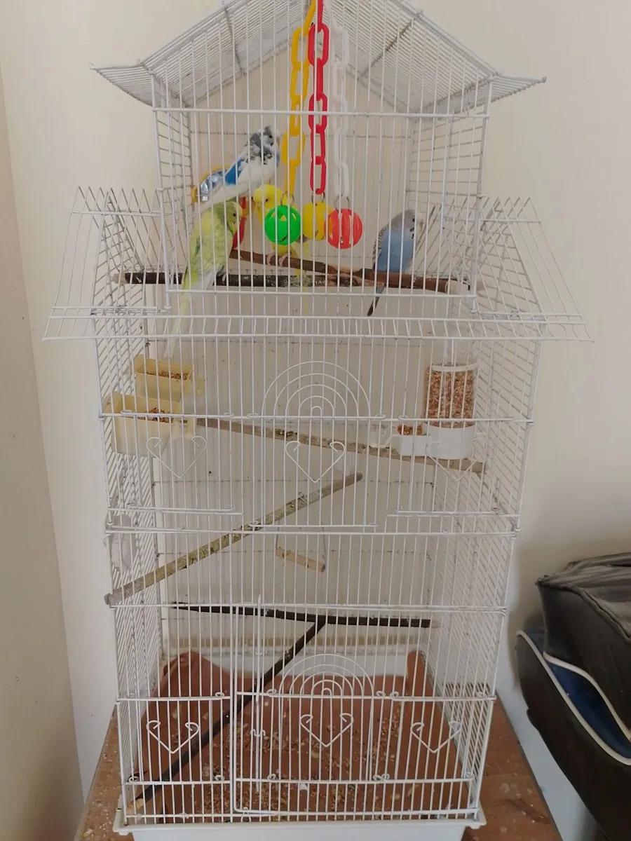 Budgies and cage - Image 1