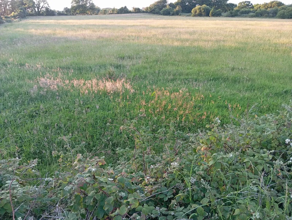Meadow - Image 2