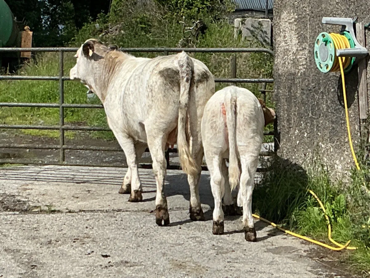 Cattle - Image 1