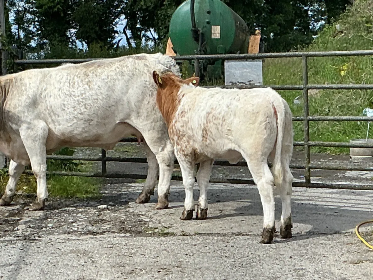 Cattle - Image 2