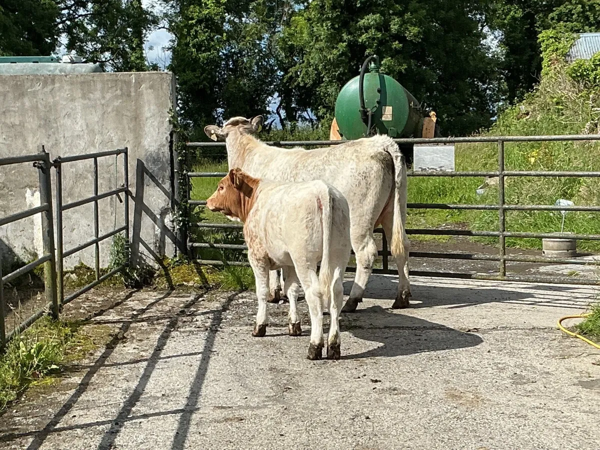 Cattle - Image 3