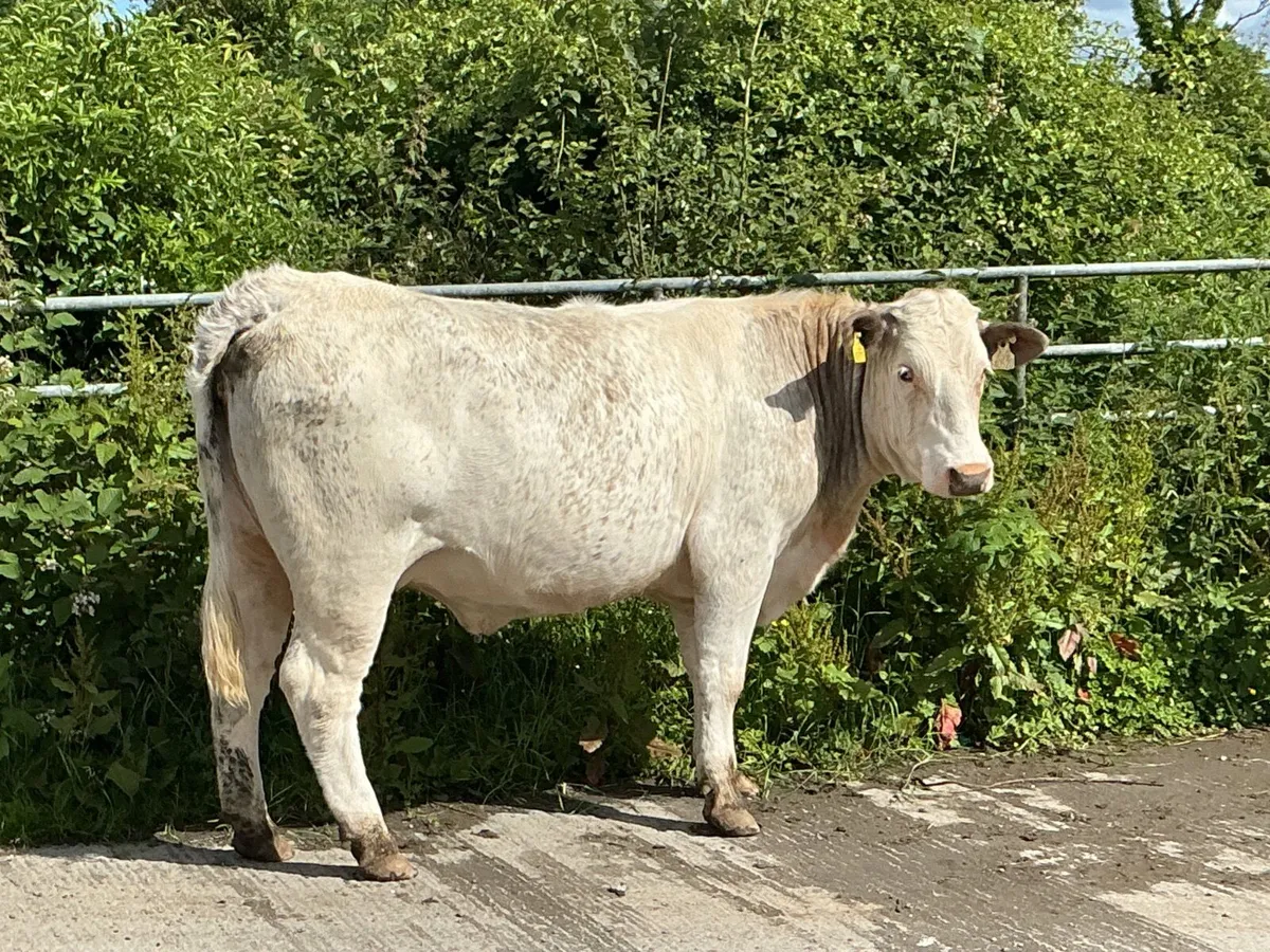 Cattle - Image 4