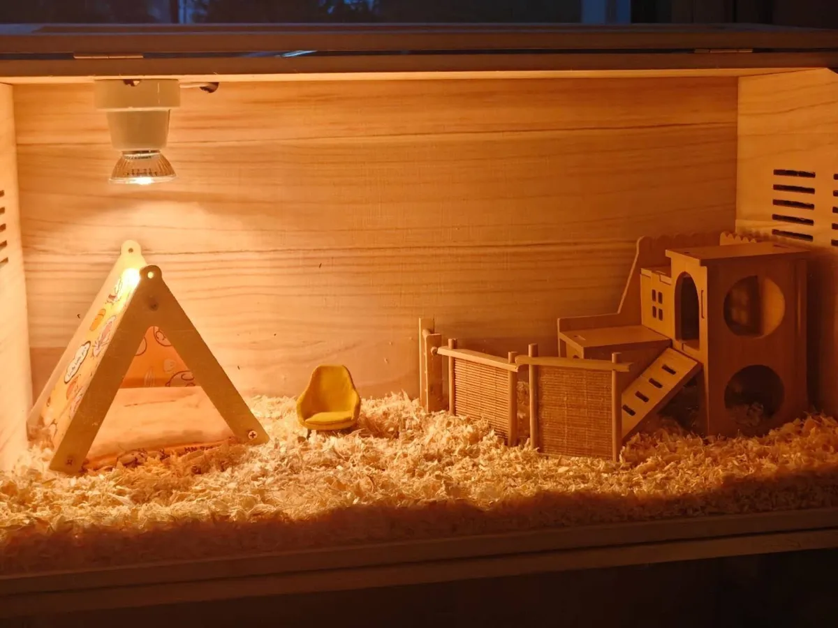 Mini Button Quail/Luting chick Full Set for Sale - Image 3