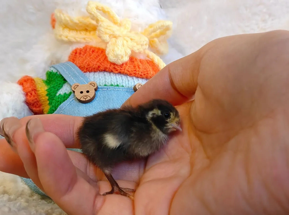 Mini Button Quail/Luting chick Full Set for Sale - Image 4