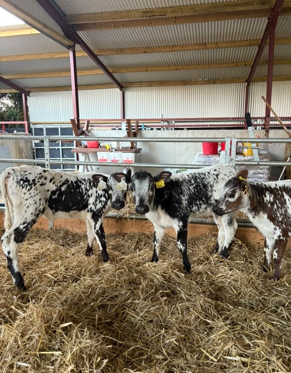 3 super speckle park heifer calves - Image 1