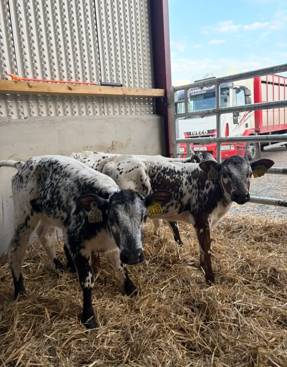 3 super speckle park heifer calves - Image 2