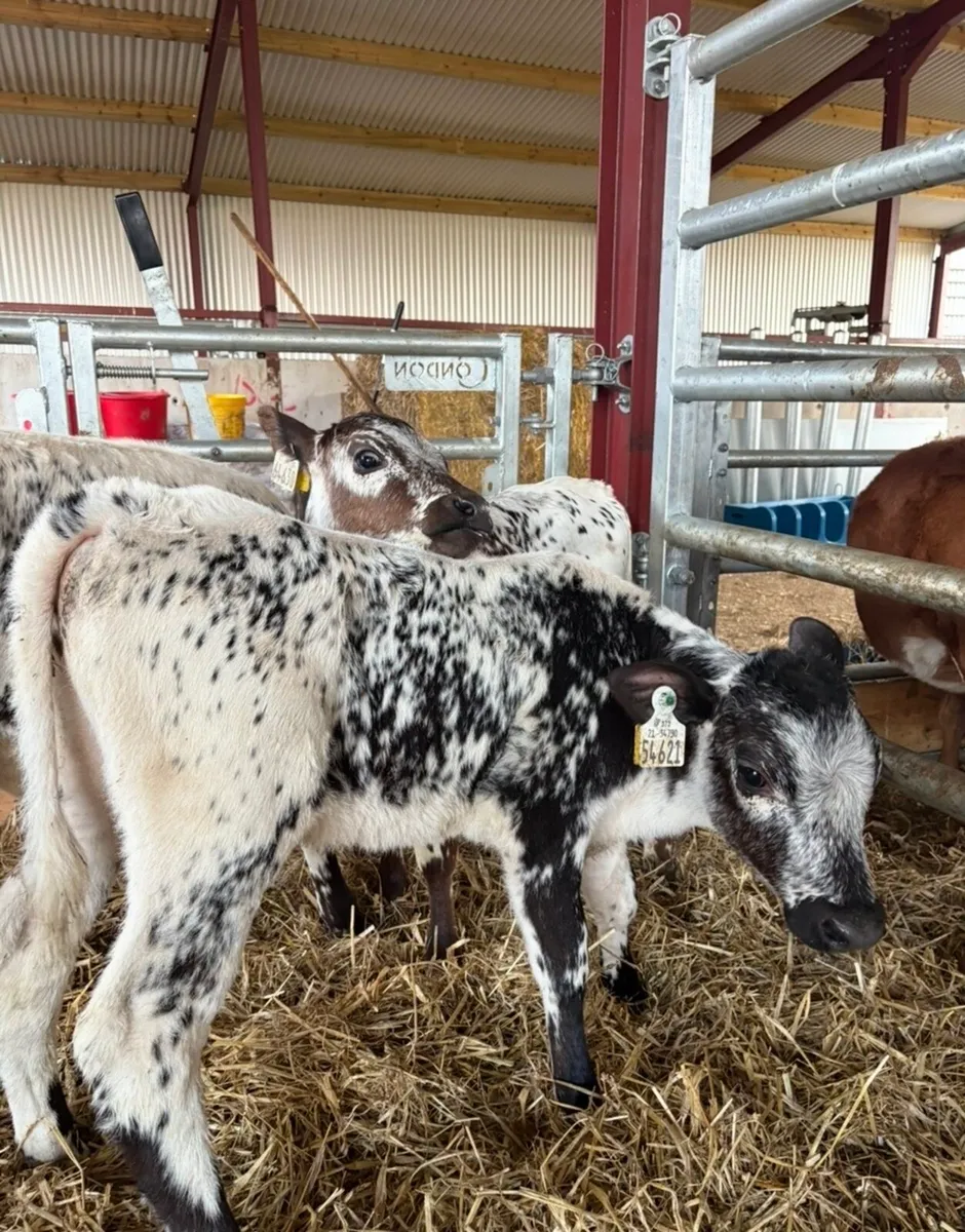3 super speckle park heifer calves - Image 3