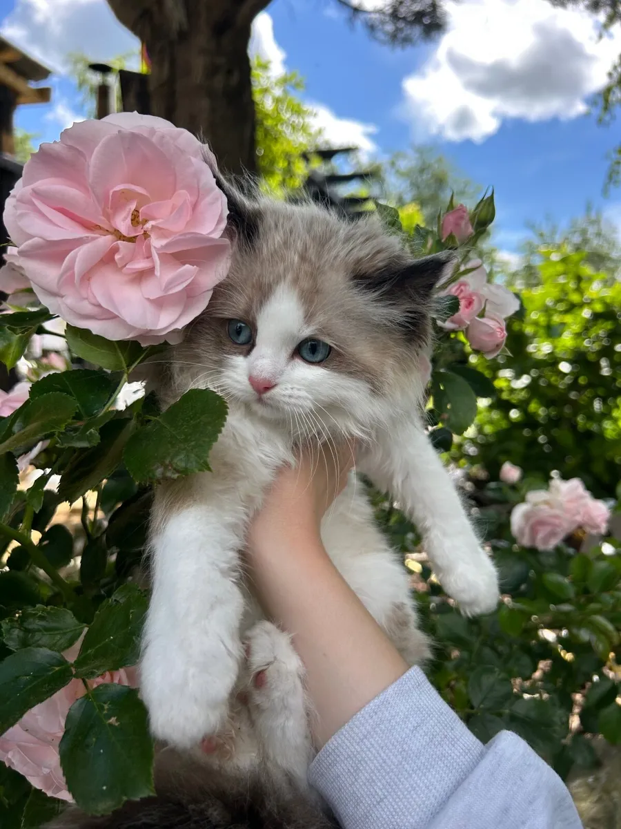 Ragdoll pedigree TICA - Image 4